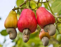 Kaju Meyvesi Türleri ve Özellikleri